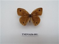 藏品(江崎波眼蝶)的圖片